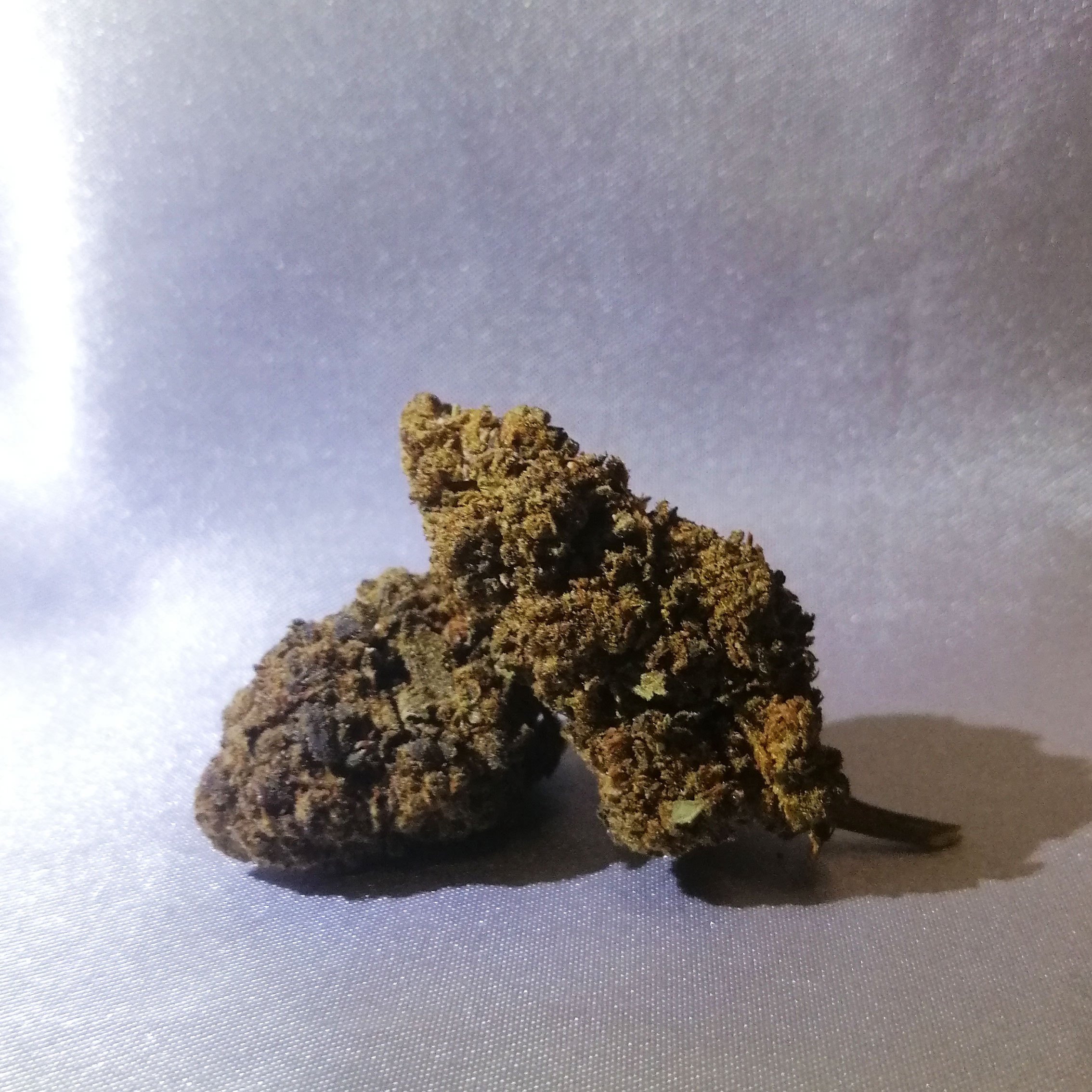 Infiorescenza cbd Harley queen Greenhouse 2 Infiorescenza cbd Harley queen. Alta percentuale cbd