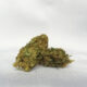 Infiorescenza cbd Critical XXL Greenhouse 1 infiorescenza bd critical xxl