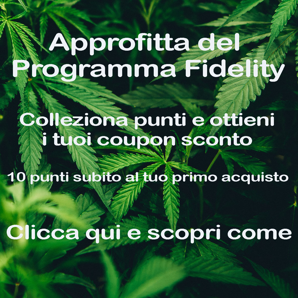 programma fidelity coweed experience