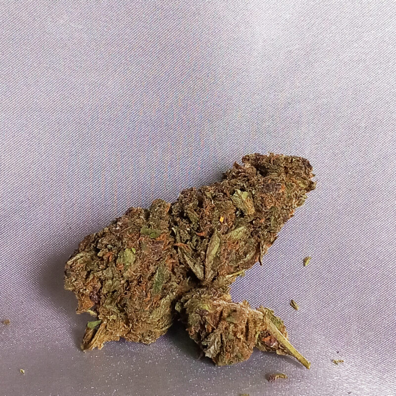 infiorescenza cbd purple haze