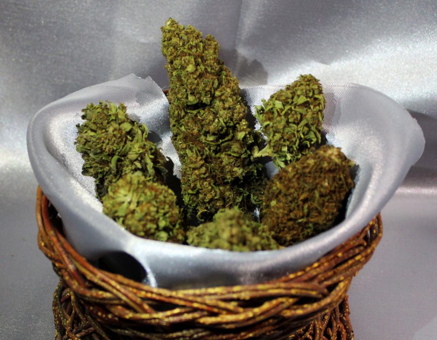 Infiorescenze-cannabis-kit-di-benvenuto